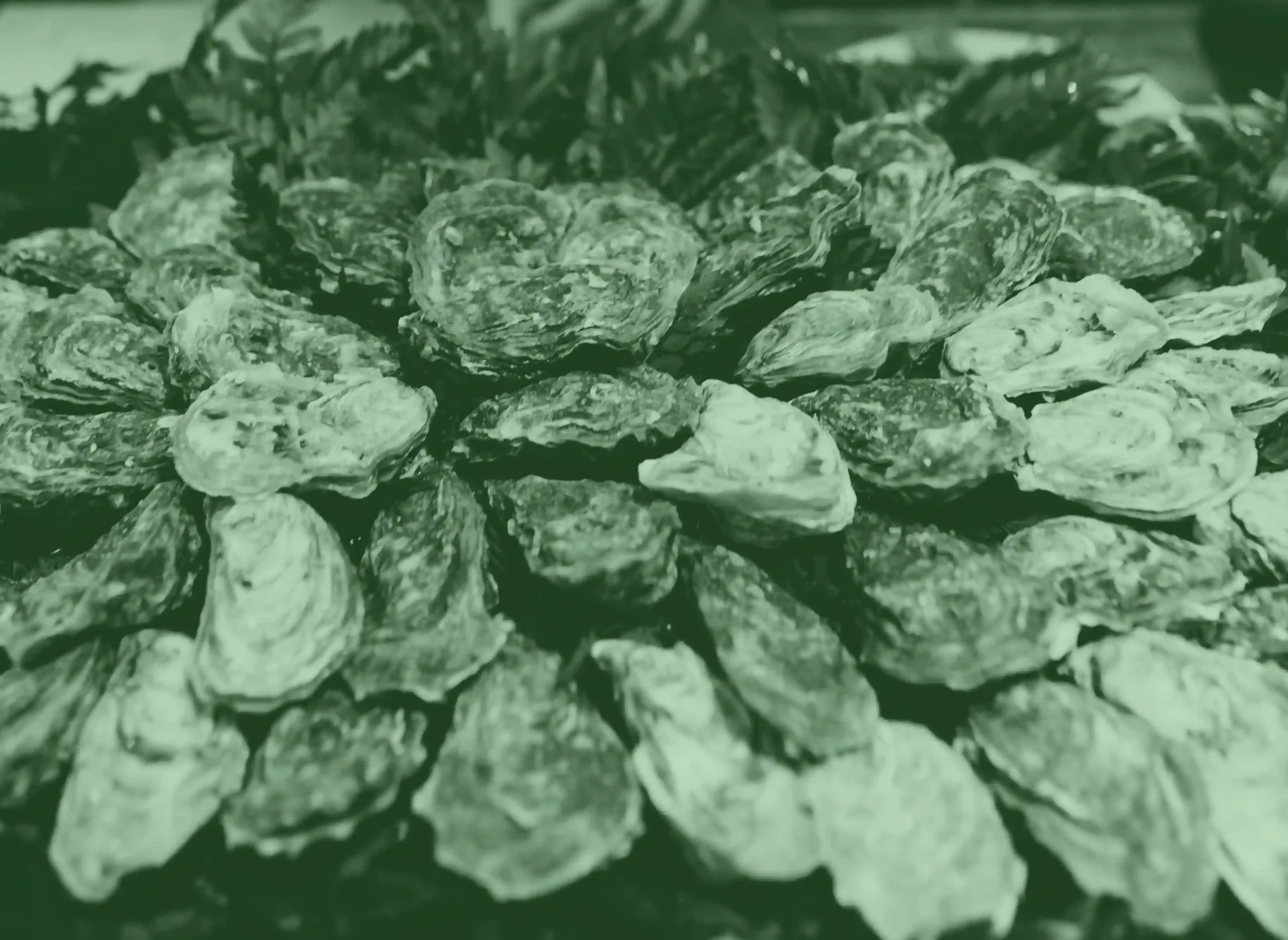 picture-ostréiculteurs11